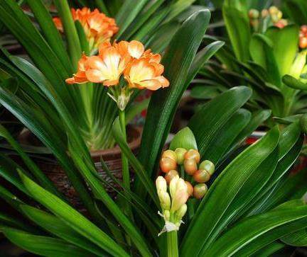 花友学会这样给君子兰施肥,一年后想不爆盆都很难