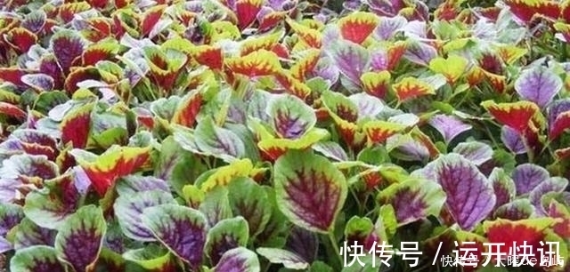 膳食纤维|老一辈人的口中的“救命菜”，如今频繁出现在城市餐桌上