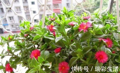 花朵|美得出奇的4种花,花朵超漂亮,一年开花多次,养护容易