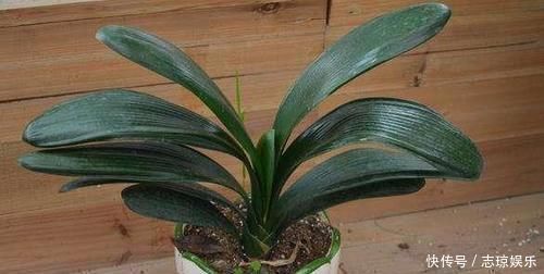 君子兰总是不开花爷爷用一勺“它”,不烂根、不夹箭,开花艳