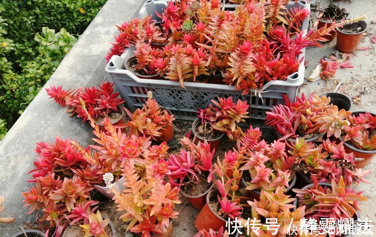 爆盆|最好养的多肉，非这4种莫属，2块钱买一盆，太阳一晒就变红