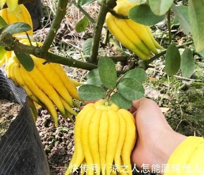 观赏价值|这植物也许对谁都有帮助，因为目前益处很大，尤其是果实，请熟知