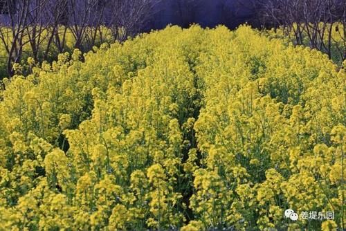 又是一年春来到，姜堤乐园百花俏！