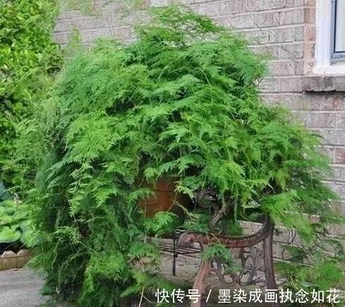 吴大姐养文竹,30天浇点水溶液,嗖嗖冒笋芽,翠绿旺盛