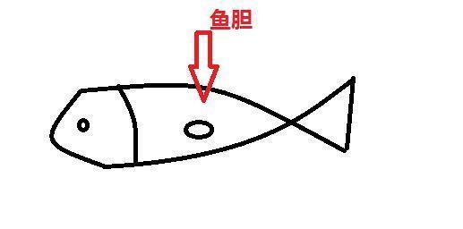 鳕鱼|宝宝吃鱼会变聪明,但吃法有讲究,这4种鱼被列入黑名单,慎吃