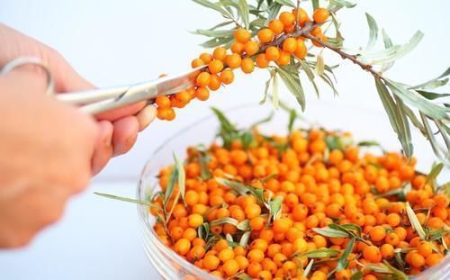 桑叶多糖|降甘油三酯“高手”被公布了，平时可劲喝，血脂或可降下来