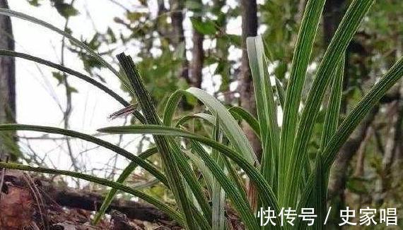 兰花长得像草，叶片干黄，赶紧此样做，入秋注意3点，长势旺