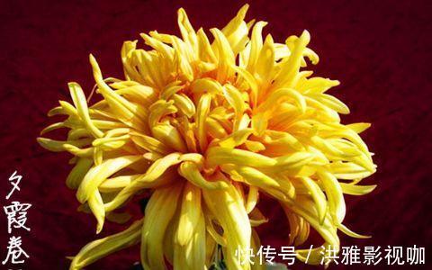 菊花|喜欢菊花，就养盆“菊中精品”夕霞卷云，似秀丽妆容，美艳高雅