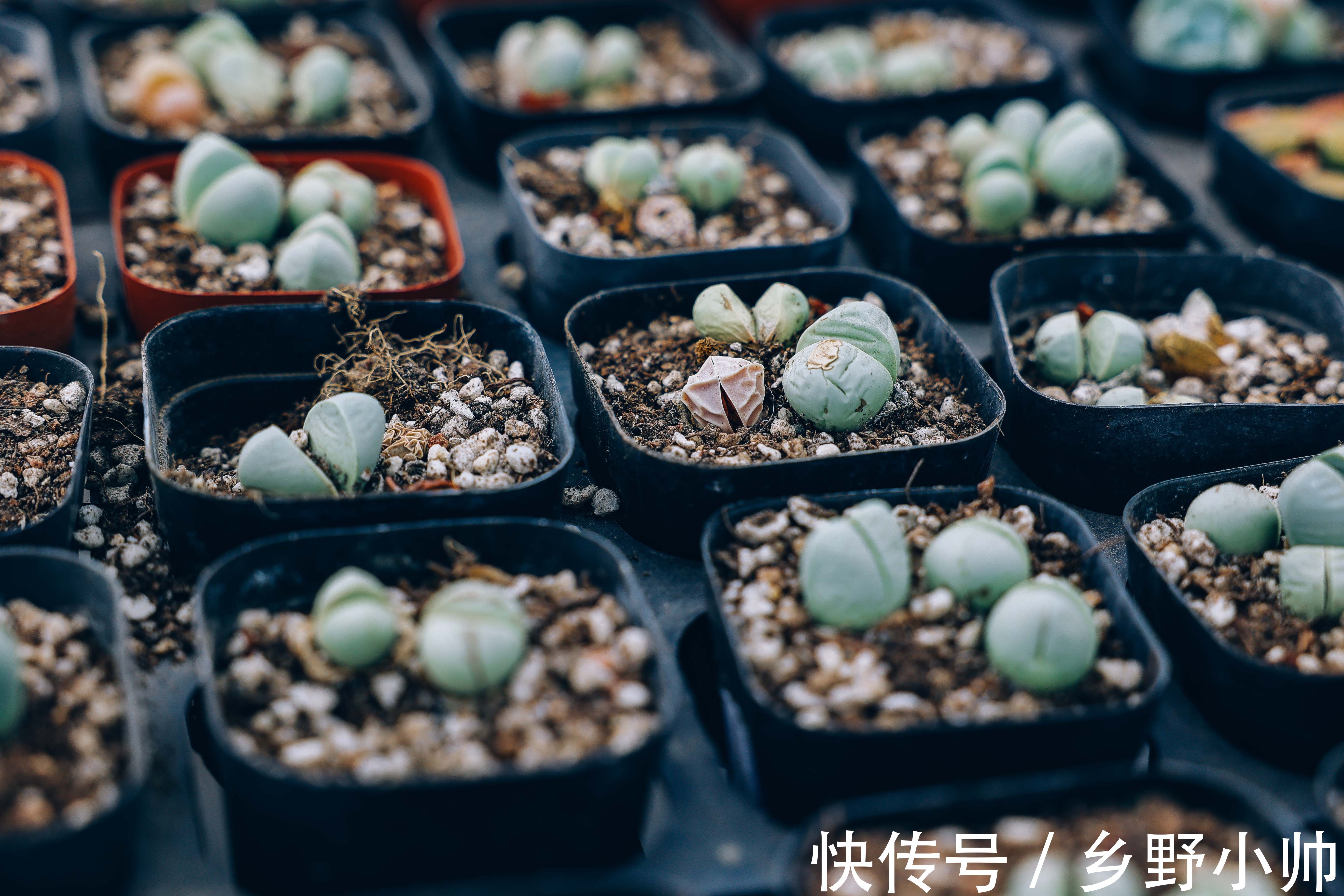 夏天|夏天温度这么高,可不可以给多肉吹空调?给多肉吹空调的利与弊