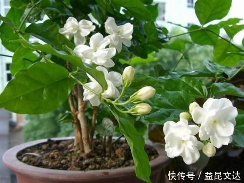 茉莉花|茉莉花就是个老酒鬼,一周喝一次,叶片绿油油,花开一朵朵