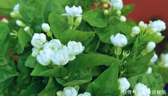 施肥|茉莉花,这样子养,想不开花都难!