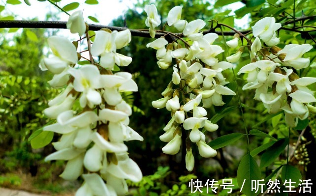 鱼腥草|66种野菜大图片，带你见识不同的野菜和吃法，你想要的野菜这里有