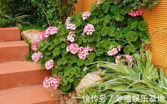 叶片|淘米水、啤酒、牛奶浇花,有什么忌讳弄懂这些变成养花的宝贝