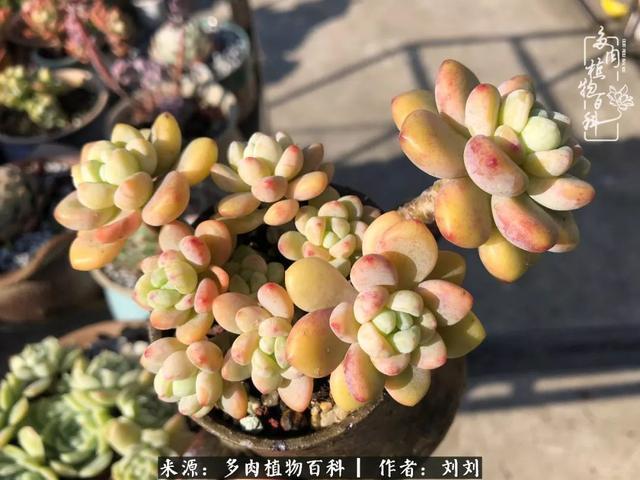 爱多肉，爱生活，我们是一群快乐的养肉人！