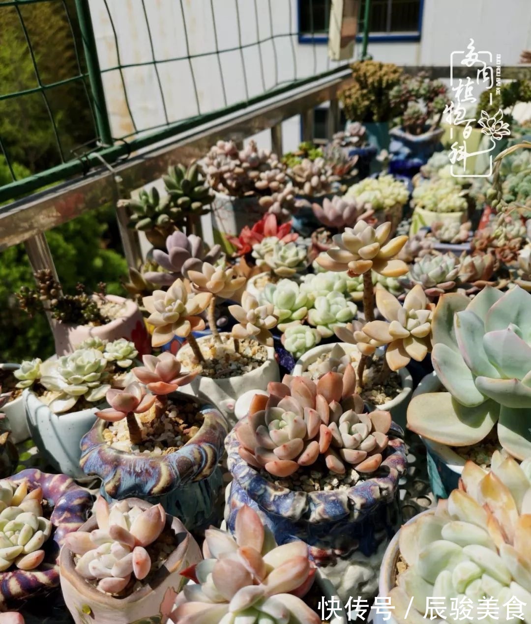 蓝苹果|经历一个夏天的摧残,方知皮实好养的多肉才是真爱!