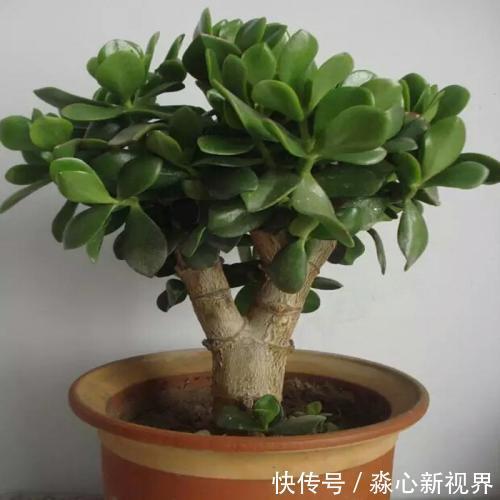 植株|园艺师教你!夏天养花“学1招”,养20天有惊喜,新枝多、开花多