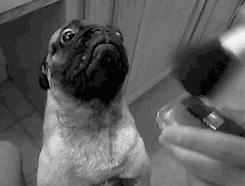 |搞笑动图:这是个什么怪东西,接我一掌!