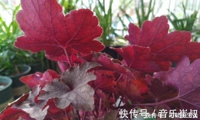 枫树|5种花扔外头,越下雨开得越好,超漂亮!5种花扔外头,越下雨开得越好,超漂亮!