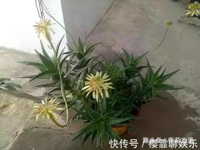 发财树|家里几种特耐旱的植物，整个冬天不用浇水也能存活