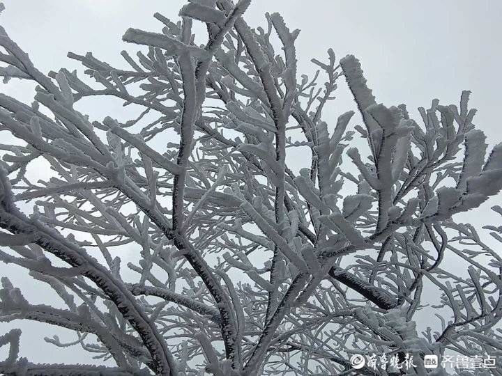 雾凇|沂山上漂亮的雾凇又来刷屏了