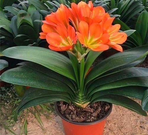 浇水|养君子兰重点在于浇水,掌握好它的习性,花开长势旺盛,四季常青