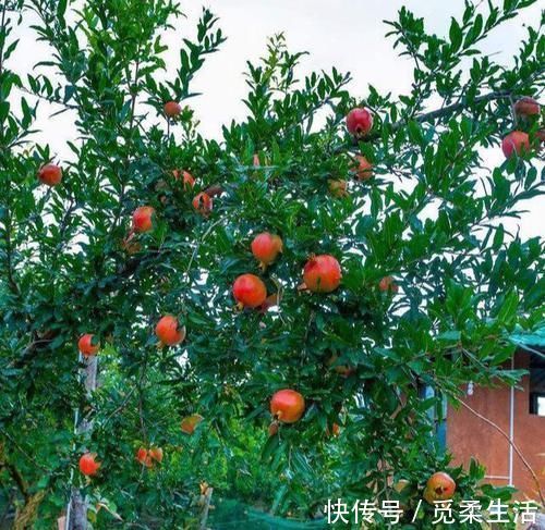 梧桐树|家里种树，讲究大，5种树旺宅，3种树不能栽，你知道是什么吗