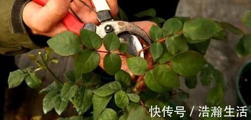 修剪|养花一定要戒掉的坏习惯,不然家里全是空花盆,啥花也养不好