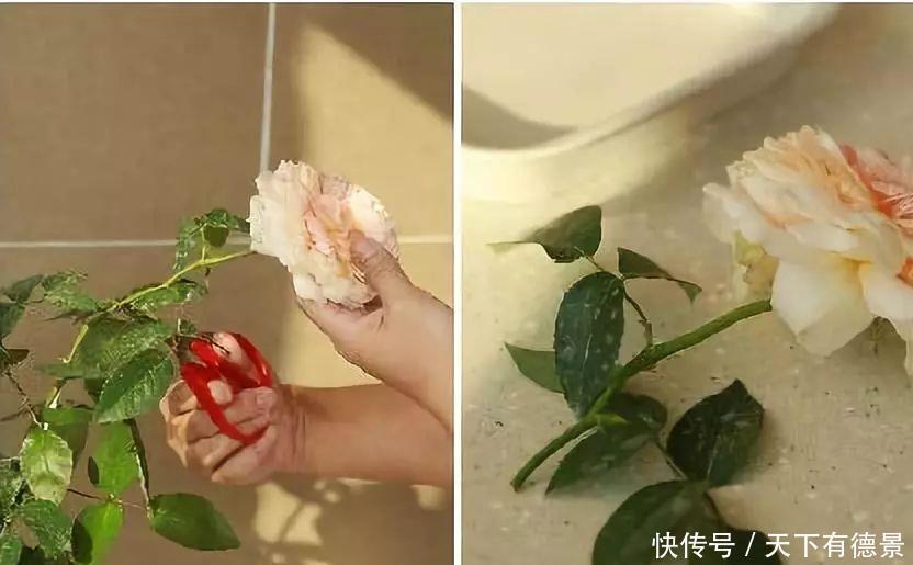 月季全年12个月养护指南，值得你收藏！