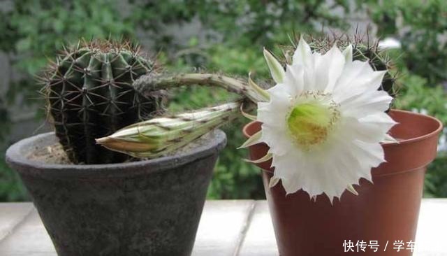 新人养仙人球,老花匠教你5招,不仅长得快、而且开花鲜艳又大朵!