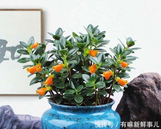 4种富贵花,再不漂亮也要养一盆,个个吉祥,空气一级棒!