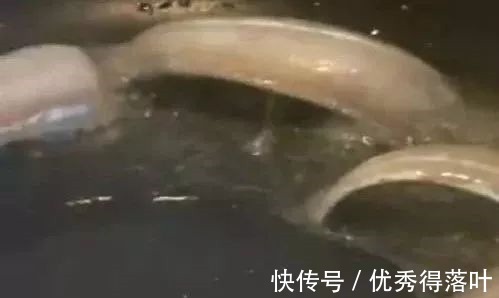 好吃|天冷了这肉要多吃，比猪肉养人，比牛肉便宜，补钙抗衰，好吃不胖！