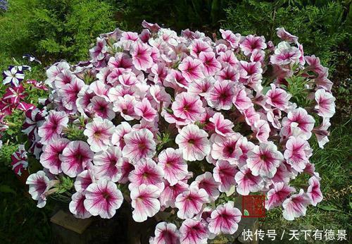 5种漂亮花，吊起来养花开满盆，不占地方，能养几十盆！