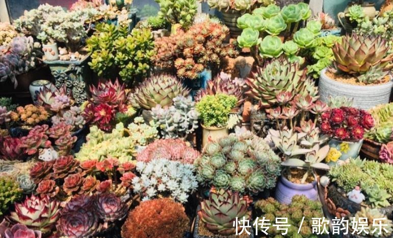 绿爪|送朋友多肉又不落俗套?红橙黄绿青蓝紫彩虹系7色多肉了解一下!