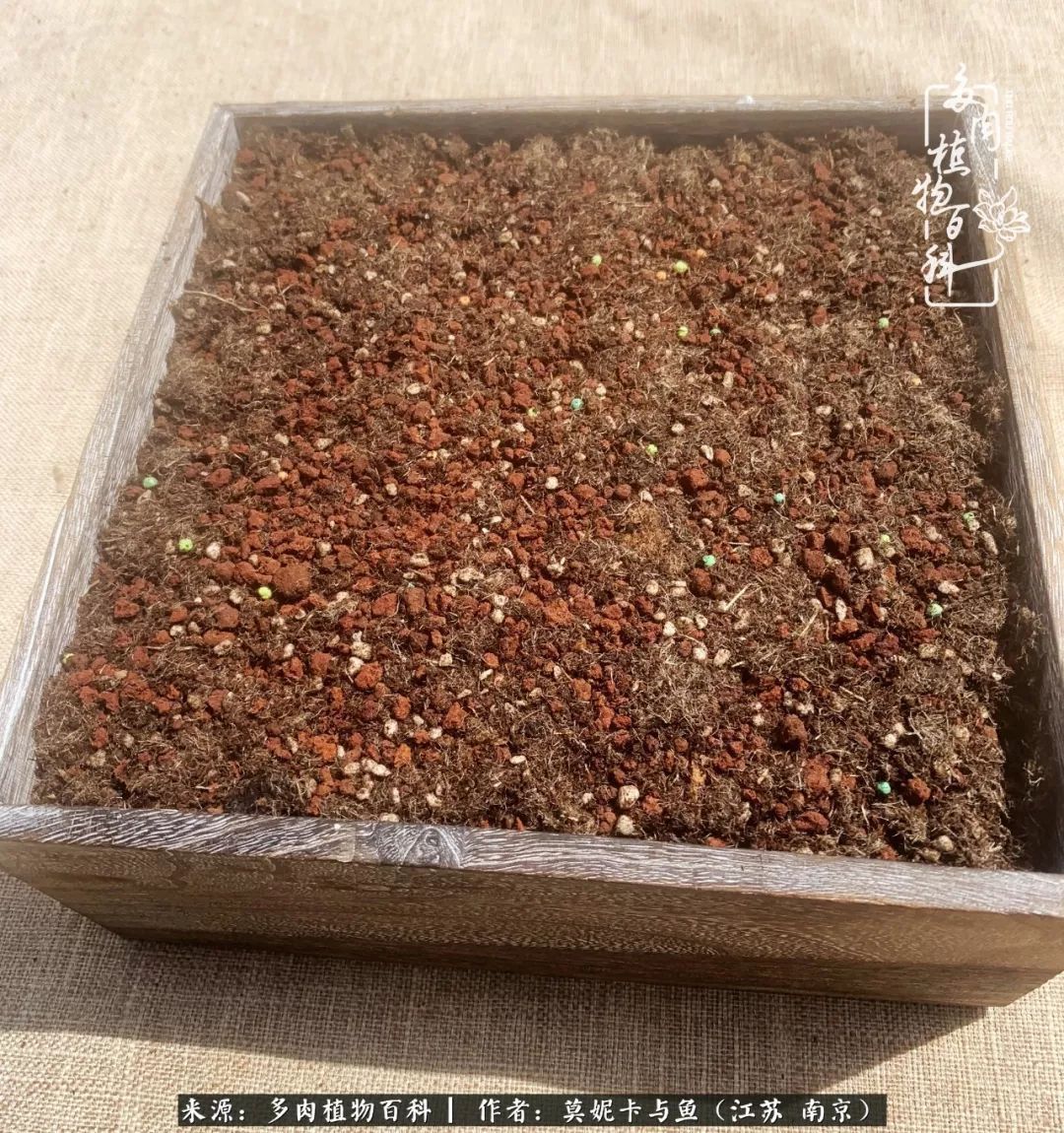 这多肉拼盘这么仙!如何制作达人手把手教你制作长生草拼盘!