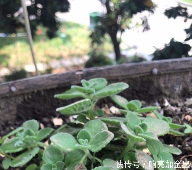 家里碰碰香没味道那是这4点没做好,不然香飘满屋!