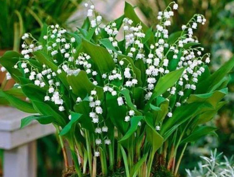 此款花卉,花艳易爆盆,花姿妖娆,四季繁花似锦,姿色艳丽