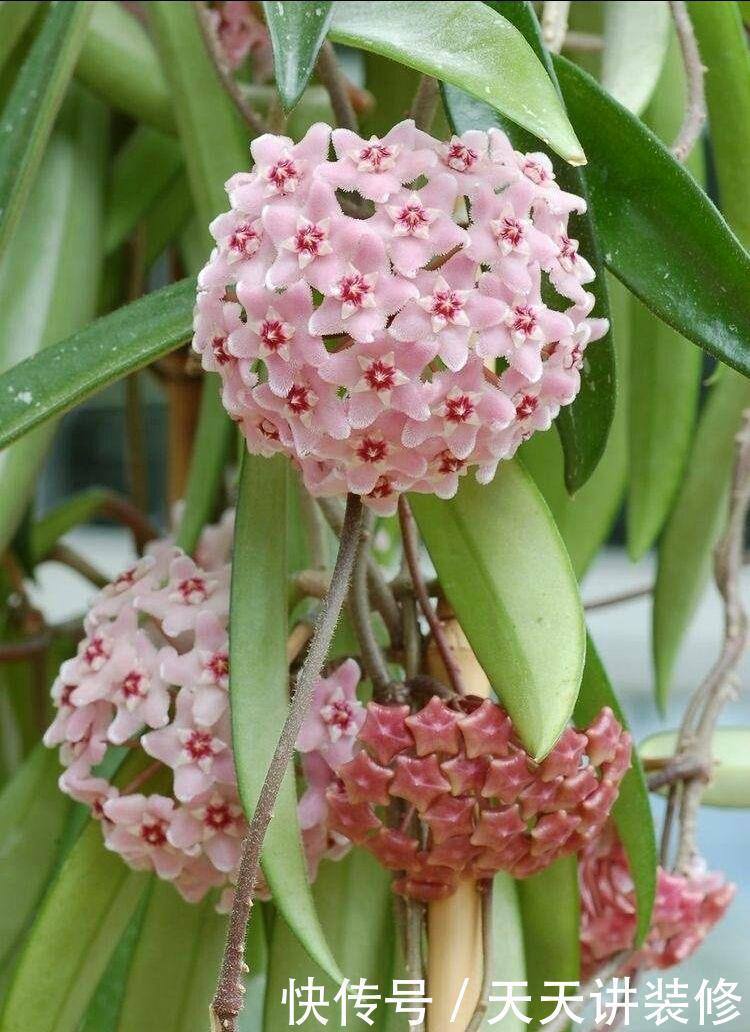 四季轮|3种“耐阴花”，适合北阳台，不见太阳也能开花，四季轮流开不断