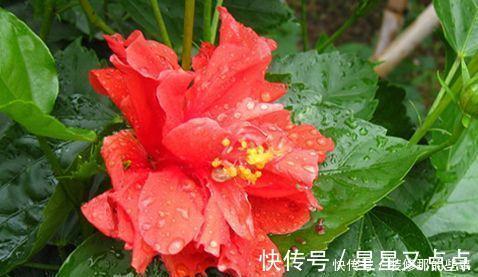 超美|养花就养4种花，家里养一盆，一开就美爆，养1盆超美！