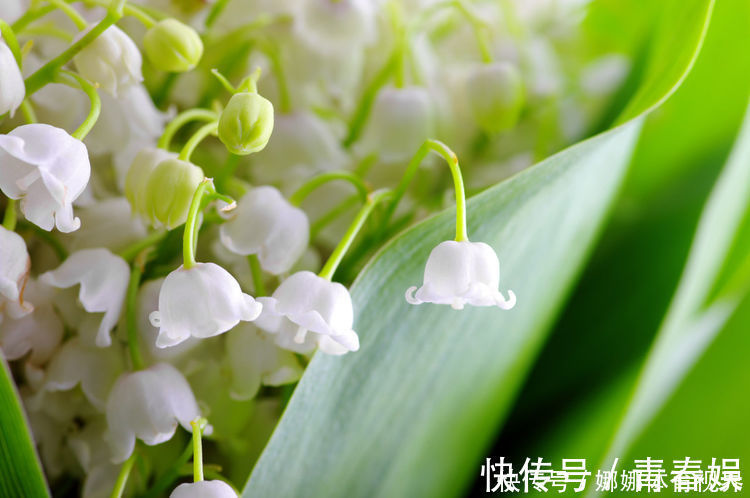 颜值|此花颜值高,开花惊艳,开花勤爱爆盆,一开大半年哦!