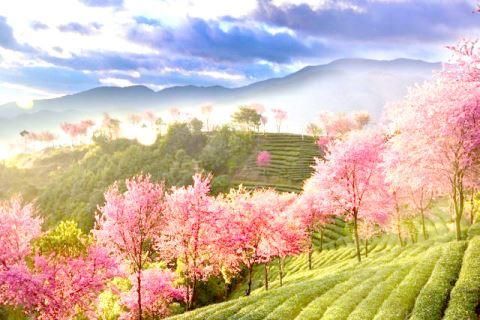 揭阳日报:樱花谷里樱花开