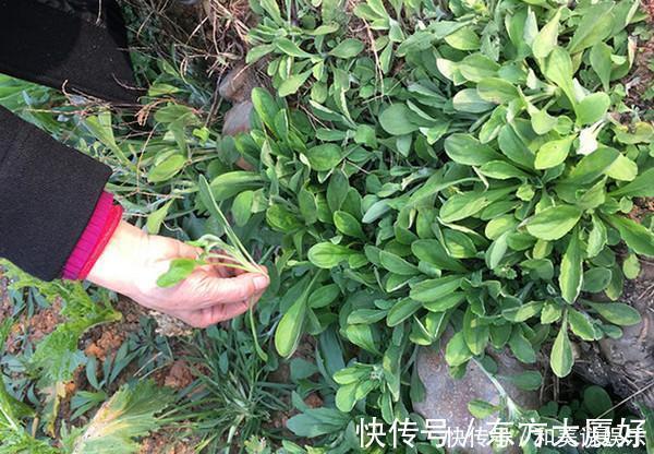 慢支炎|田里的一种野菜,营养价值高,全身是“宝”,这样做最好吃!