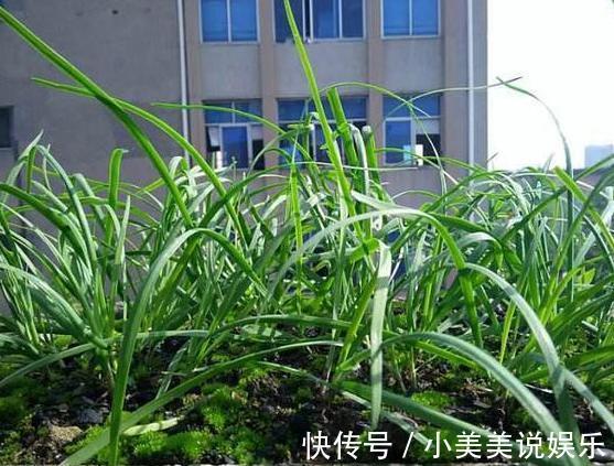 阳台|城市人阳台盆栽蔬菜,选啥合适此4款既能当绿植观赏又能吃