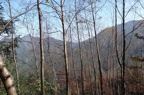 才子#千古绝对!上联本日飞机飞日本 网友的下联经典到爆!