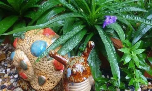 根系|养花种草:规避掉2个坏习惯,植株不再枯黄腐烂、出新问题