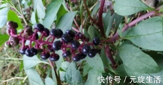 野草|它是农村的一种野草,价值珍贵,这是一种民间草药