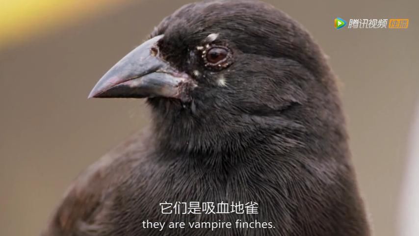 9.8分超惊艳，这神作终于不用找资源，我一口气看完5集