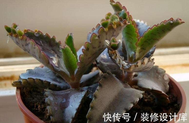 这5款多肉特适合新人盆栽，耐折腾，颜值高