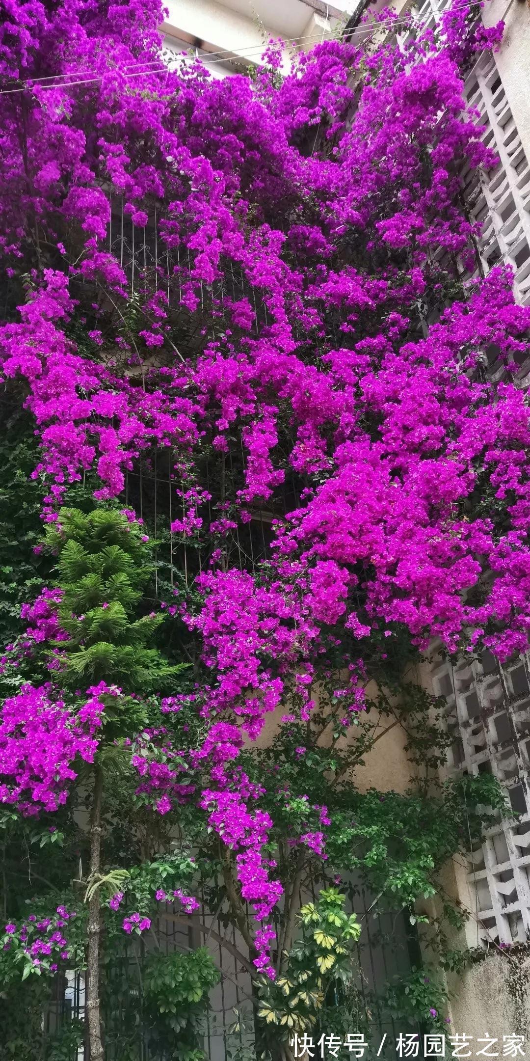 红掌|4种“漂亮花”，从年头开到年尾，耐旱又耐晒，一年赏花300天