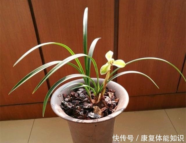 主肥|给兰花浇水，学会观“局势”，才能避免出错，不然容易死翘翘！