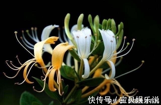 植物|金银花和山银花的区别,认识一下,根据需要,可以区分就好